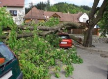 Kwikfynd Tree Cutting Services
belmontqld