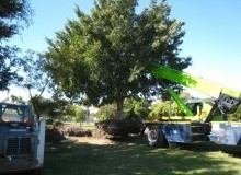 Kwikfynd Tree Management Services
belmontqld